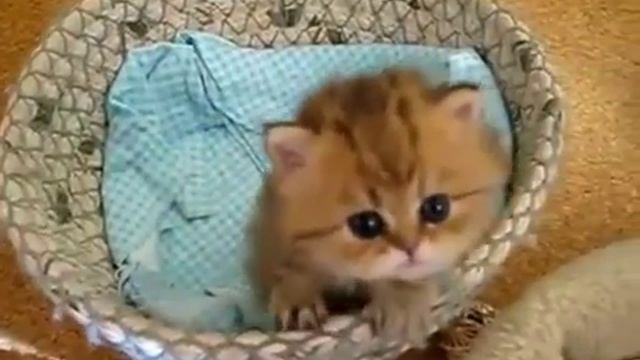 Маленькие смешные котята) смотреть онлайн