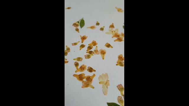 Татарская жимолость. Сбор и сушка цветов и бутонов для картины в технике ошибана смотреть онлайн