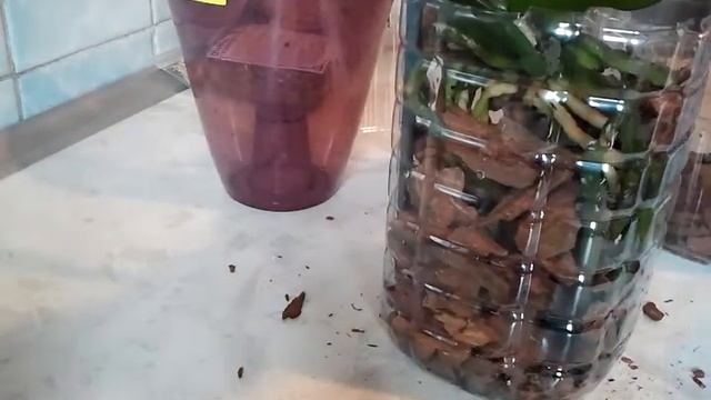 Повторная обработка Фитовермом от панцерного клеща, ногохвостки и подур!!!!!!!!!! смотреть онлайн