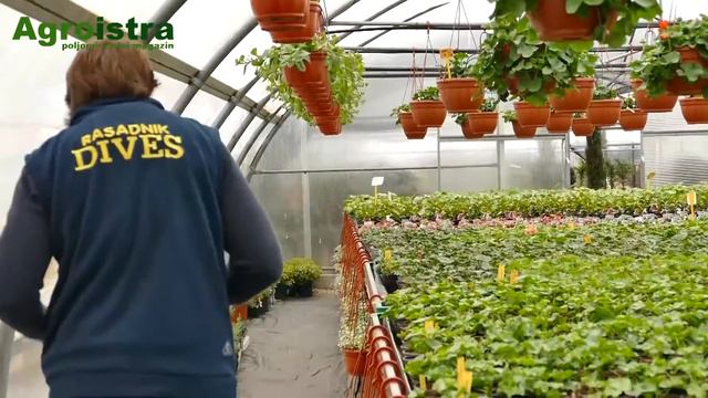 AGROISTRA Oplemenjivanje pelargonija смотреть онлайн