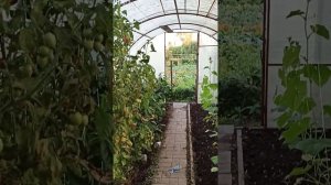 Томат Черри "Зимняя вишня "и томат  "Малиновое пламя " .2023 год !!!!