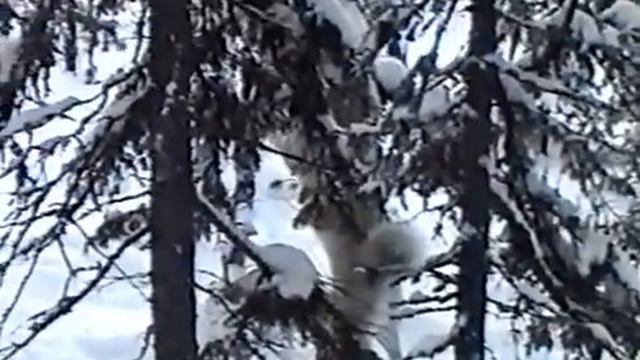 описание работы гибрида смотреть онлайн