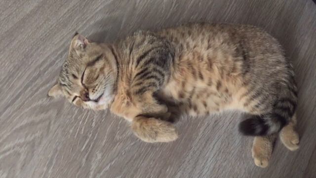 жизнь вне орхидей 06. ? Вислоухий кот Митя смотреть онлайн