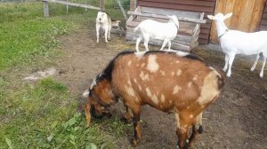 Охота у коз. Нубийский козёл. Покрытие. Нубийские козы. Молоко.