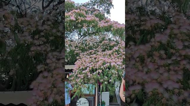 Альбиция - Персидское шелковое дерево счастья в Ялте смотреть онлайн