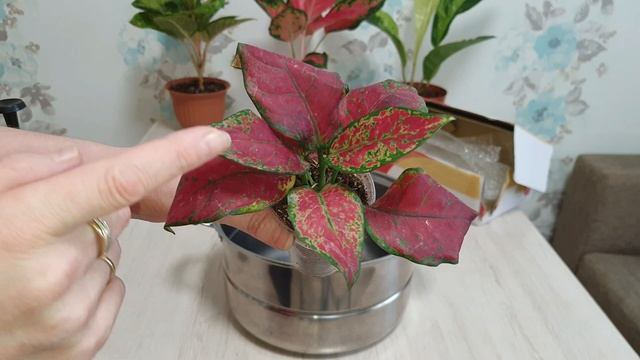 Самый лучший антистресс для моих растений смотреть онлайн