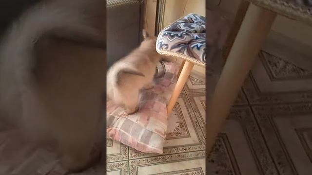 карело финская лайка 1,5 месяца смотреть онлайн