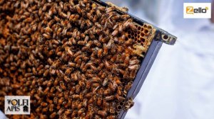 #Рахматулин Д.К. Вывод маток по методу Альгирдаса Амшеюса (Литва)