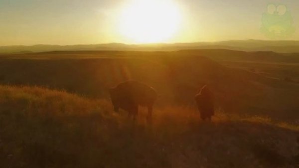 Бизон в деле, животные Северной Америки, американский бизон