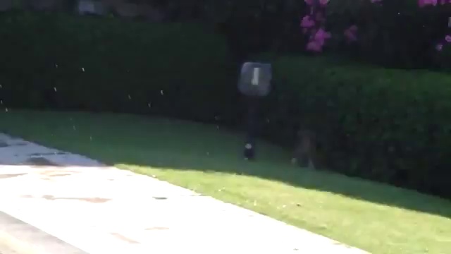 Как напугать кота возле бассейна :D