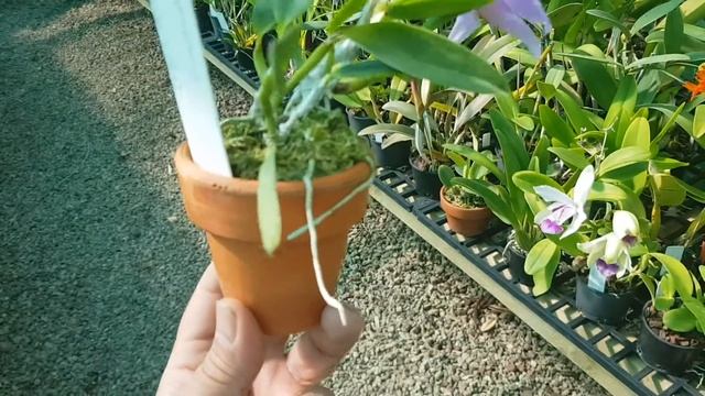 Lot 51 - L. praestans (concolor x alba) смотреть онлайн