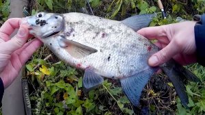 Рыбалка в сентябре. Лещ на фидер. Московское море.