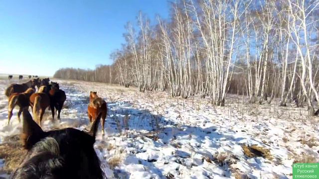 Лошади, овцы и хрюшки 🤠🐎🐐🐷 смотреть онлайн