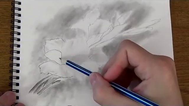 Рисуем гладиолус простым карандашом смотреть онлайн