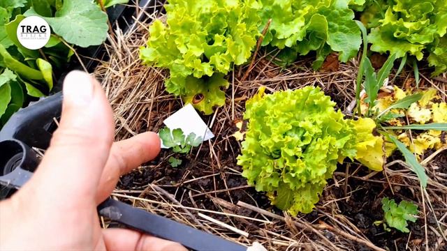 REZULTATI - BALKON BIOBAŠTA 25 смотреть онлайн