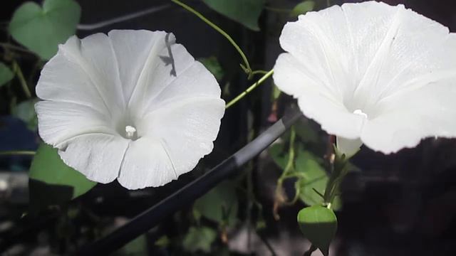 Two White Morning Glories Swaying In The Wind смотреть онлайн