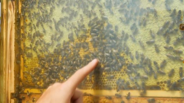 Сколько МЁДА ПРОЗРАЧНЫЙ УЛЕЙ ПРИНЕС за СЕЗОН ?! смотреть онлайн