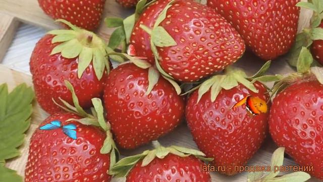 Земляника садовая Летиция (laetitia) 🌿 обзор: как сажать, рассада, саженцы земляники Летиция смотреть онлайн