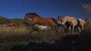 Schiller & Kate Havnevik - Hallucinating Beauty