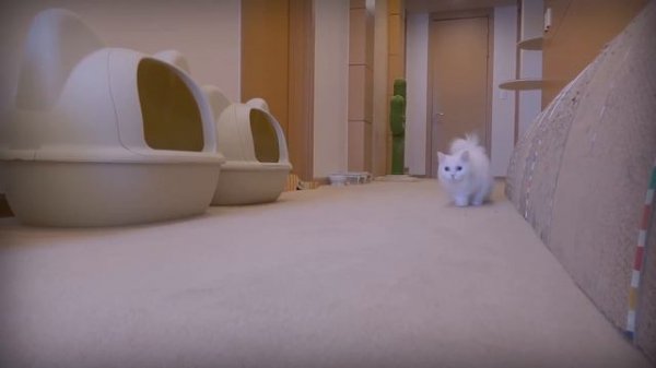 Cats vs 100 Birds | Kittisaurus