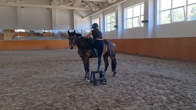 Ольденбургская кобыла Сеньорита Голд 2020 г.р. День заездки. 6 августа смотреть онлайн