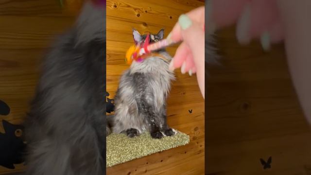 #мейнкун #питомник #любимые #cat #kitten #кот #котята #мимимишки #maincoon #кошка # игры смотреть онлайн