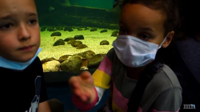 Аквариумистика. Экскурсия в Москвариум. смотреть онлайн