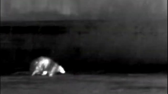 Барсук ночью смотреть онлайн