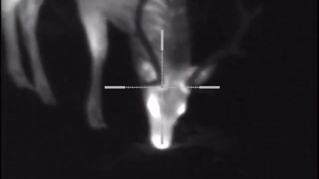 Pulsar trail xp50 олень смотреть онлайн