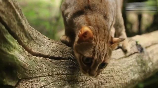 Самая маленькая кошка в мире смотреть онлайн