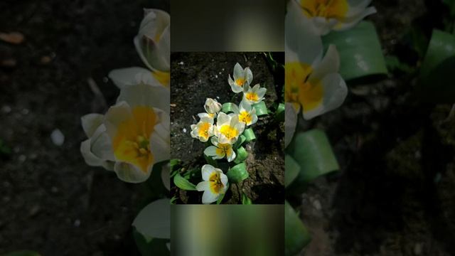 КАК С ПОМОЩЬЮ РАСТЕНИЙ УЛУЧШИТЬ СОБСТВЕННУЮ ЖИЗНЬ ? смотреть онлайн