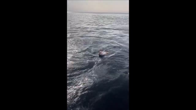 Такая Рыбалка мечта Многих_ОКУНИ ПО 2 КГ ОТПУСКАЕМ_ДОМИНИРУЩИЙ СЕЛИКОН №20№17_пр.mp4