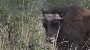 Плейстоценовый парк в Якутии