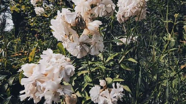 VID 20230727 145624 Письмо (Витезслав Незвал)...Павел Васильев Лахтинский смотреть онлайн