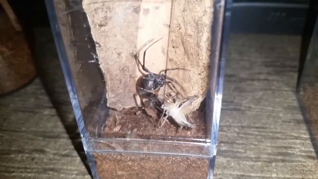 Black Widow (Latrodectus) Feeding смотреть онлайн