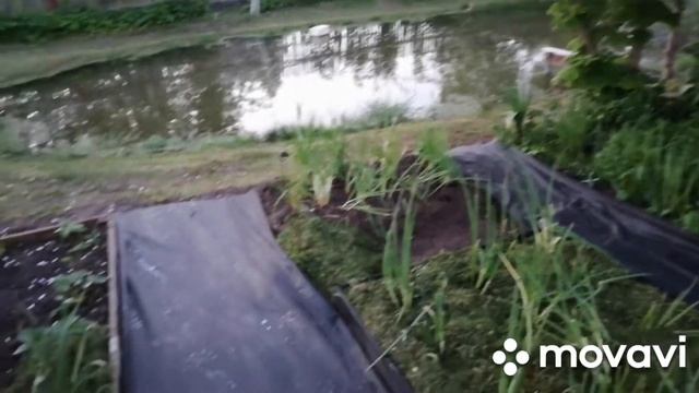 Поливаем лук после посадки и испытание геотекстиля водой.. смотреть онлайн