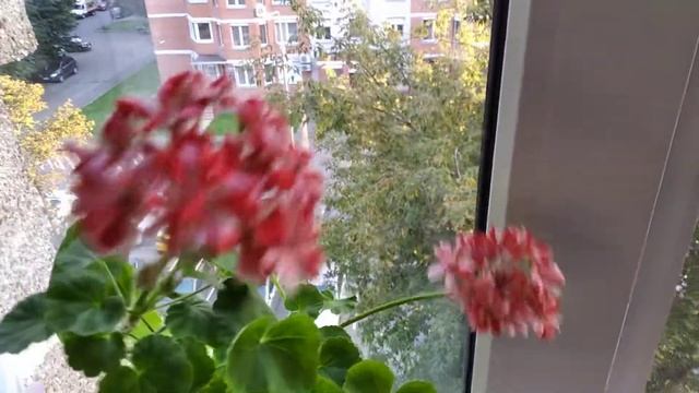 Маллорка кактусоцветная пеларгония смотреть онлайн