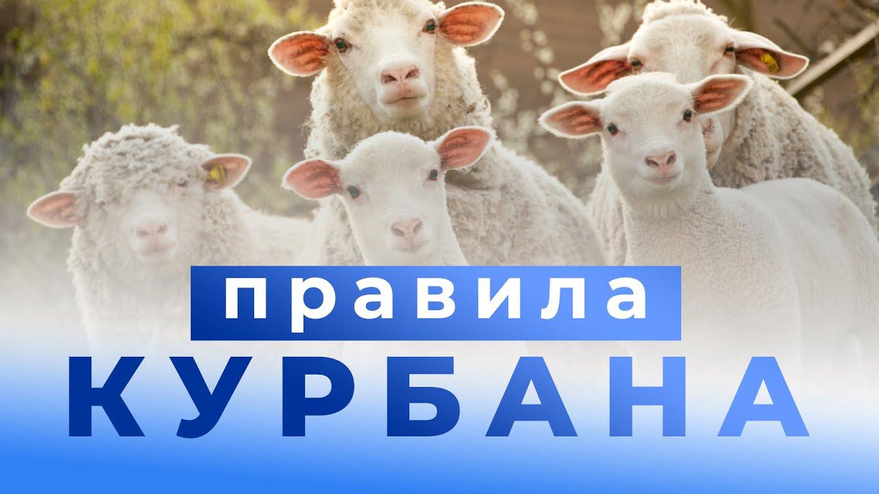 Как правильно делать КУРБАН – шейх Абдуррахман смотреть онлайн
