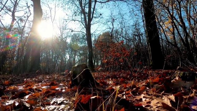 Forest 4K Nature Relaxation Video | 10 min Relaxing Music | #sleppingmusic #trending #trendynature смотреть онлайн