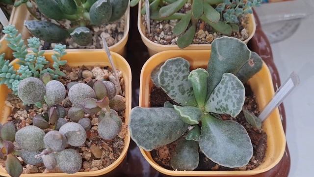 Обзор. Моя коллекция суккулентов (часть 3) #succulent