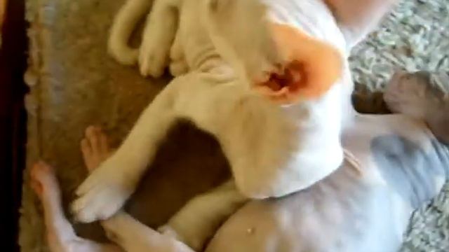 Котята сфинкса, 2,5 месяца смотреть онлайн