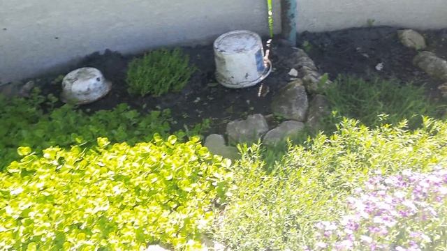 САМЫЕ ЛУЧШИЕ И НЕПРИХОТЛИВЫЕ ПОЧВОПОКРОВНЫЕ ЦВЕТЫ. смотреть онлайн