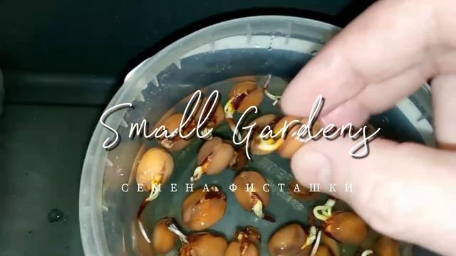 Фисташка Акбари. 5 день - напоил ребят свежей отстоянной водой | Small Gardens смотреть онлайн