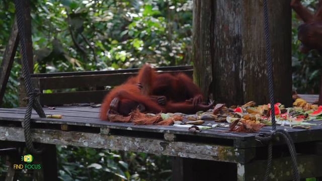 Orangutan Mating No Rules - Rare Footage