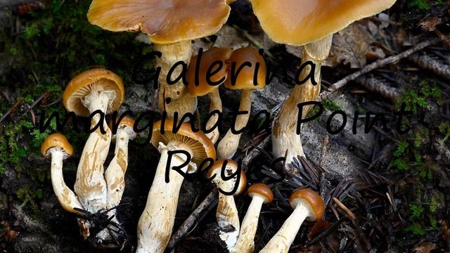 How to pronounce Galerina marginata Point Reyes in English? смотреть онлайн
