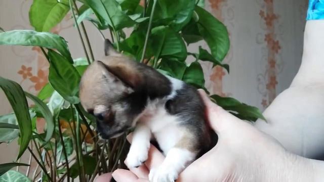 Чихуахуа мини, Шани Шан Дюймовочка #миничихуахуа смотреть онлайн
