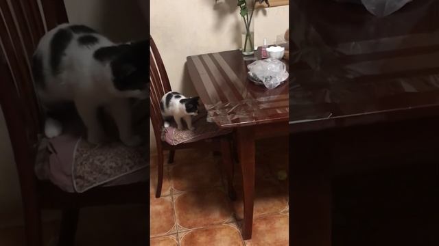 Как отучить кота лазить по столу? Барсик смотреть онлайн