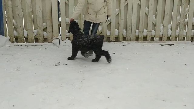 Щенок РЧТ, девочка, 3,5 месяца