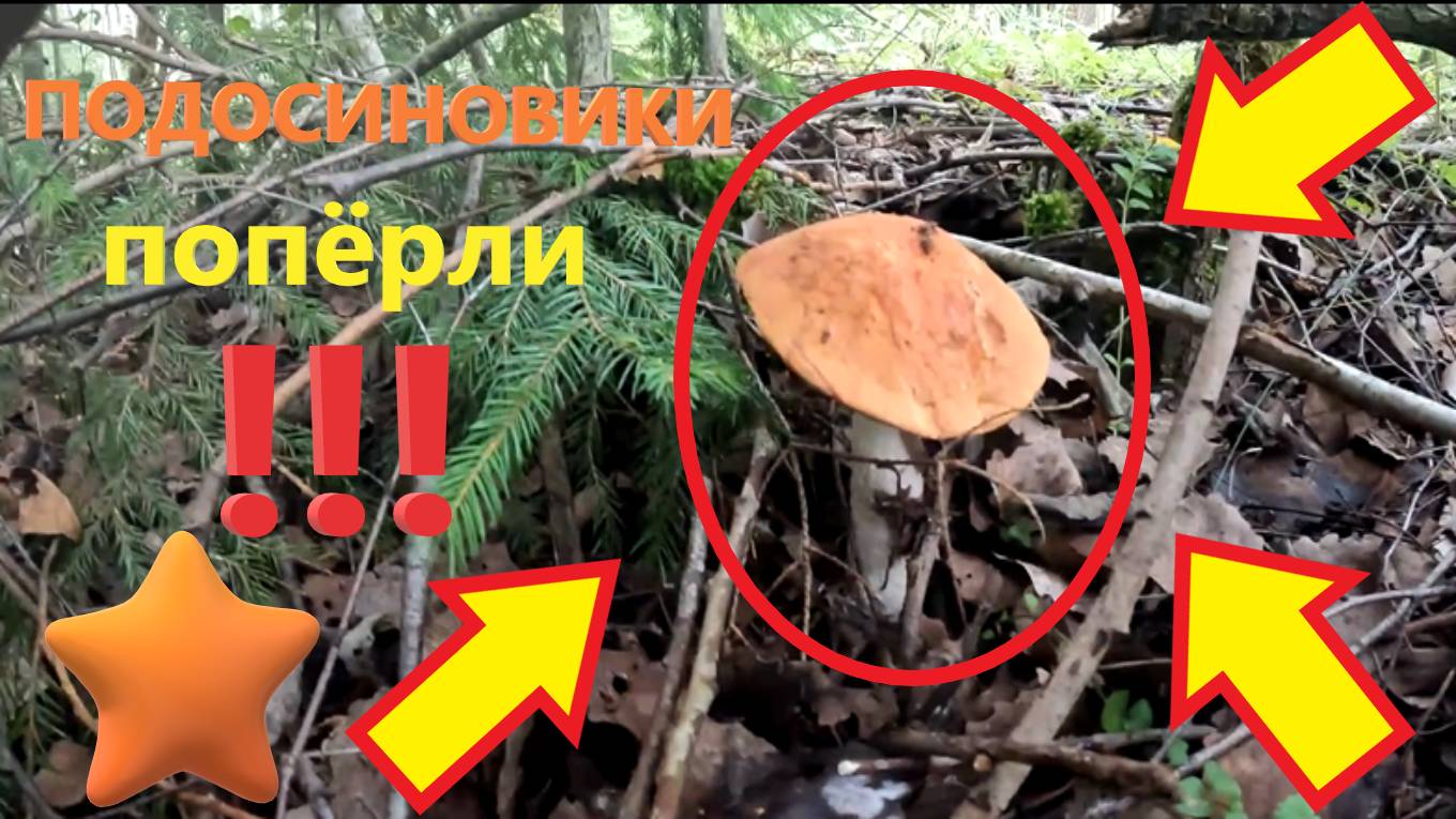 ПОДОСИНОВИКИ, БЕЛЫЕ, ПОДБЕРЁЗОВИКИ, МОХОВИКИ попёрли в начале августа в лесах Подмосковья!!! смотреть онлайн