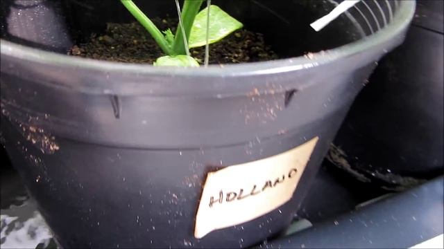 Cantaloupe and Cucumber Hydroponics смотреть онлайн